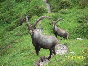 La Fauna nel Parco Naturale delle Dolomiti Friulane
